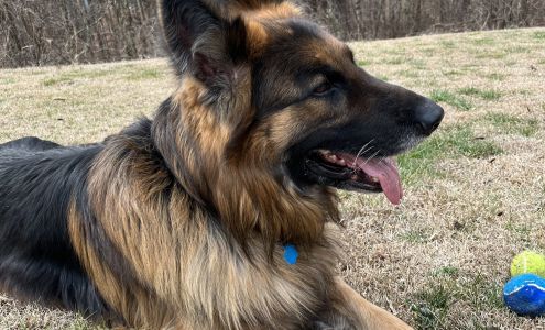 Whitfield County Animal Control