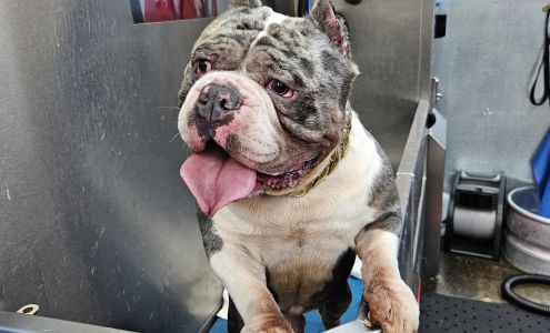 Dawg Team Apparel USA