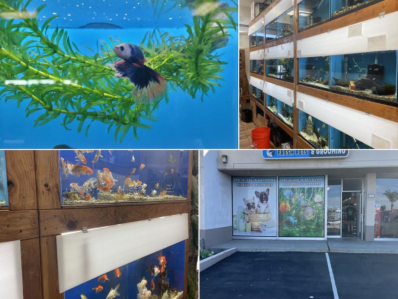 Fresh pets and grooming