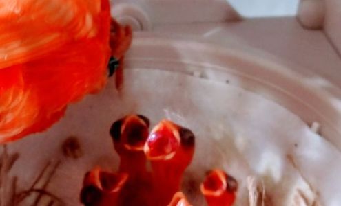 Californiacanaries.com