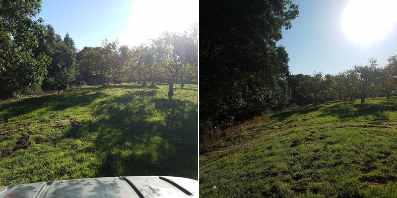 Schwarzmann Thomas DVM