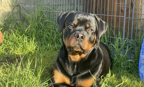 Von Der Obersten Rottweilers