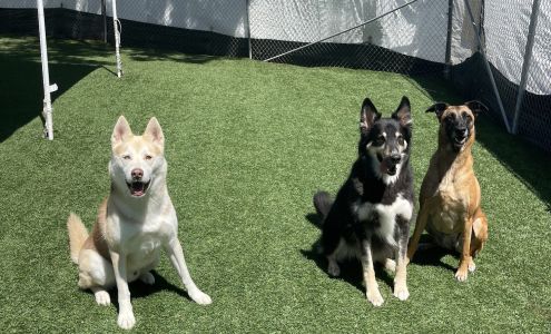 Performance K9 Training