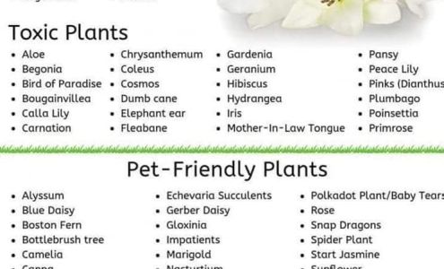 West Coast K-9 Training