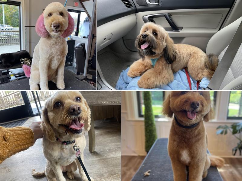 Ruff & Tumble Dog Salon