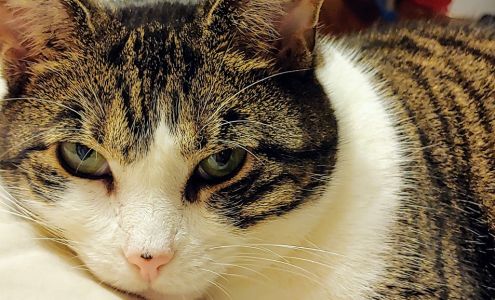 Animals in Distress Inc