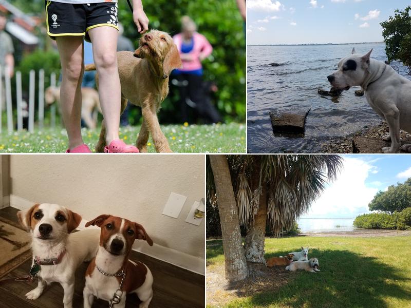 AlphA and Omega Dog Training