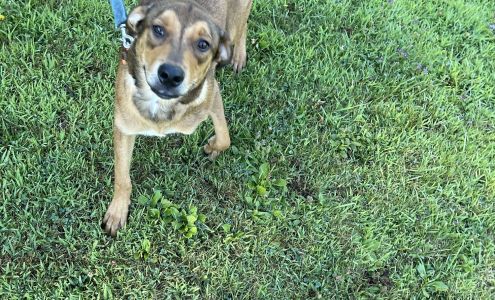 Angels Among Us Pet Rescue