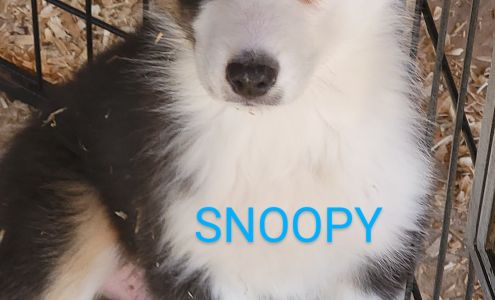 Rainbow Australian Shepherds