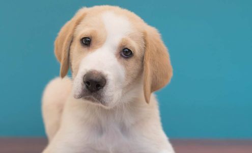 Humane Society of Morgan County