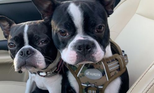 Dreampet Kennel Starr