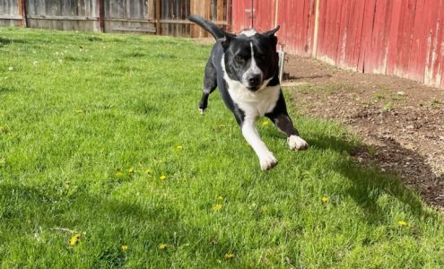 Christina's Pet Sitting