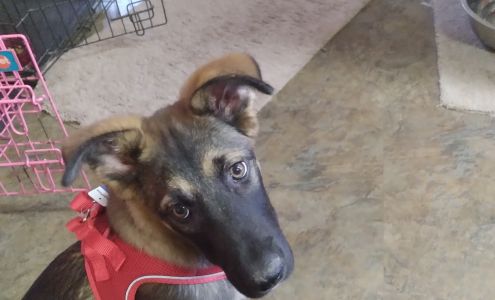 Thompson River Animal Care Thompson Falls