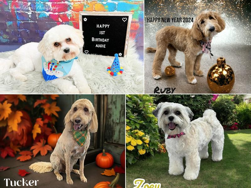 Street Paws of Huntley