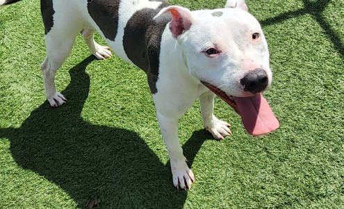 Jefferson county Animal Shelter