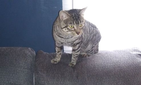 Just Animals Shelter Mazon