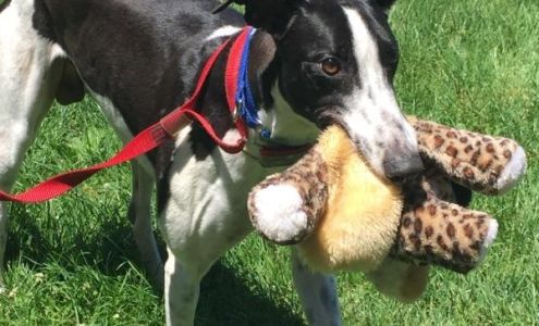 Midwest Greyhound Adoption