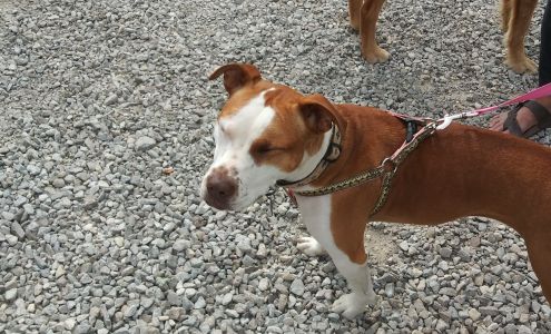 Humane Society-Johnson County