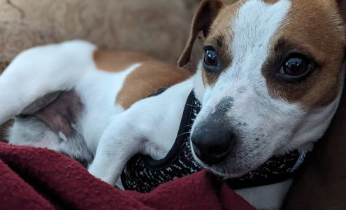 Animal Shelter-Wabash County