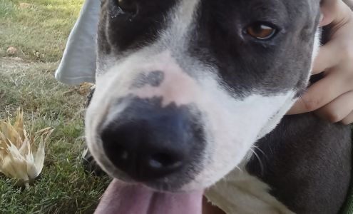 Daviess County Animal Care and Control