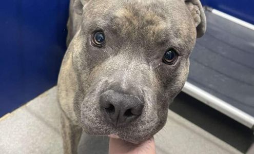 Beatrice Humane Society