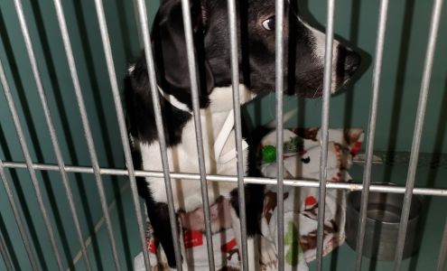 Mayfield Graves County Animal