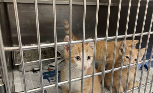 Buchanan County Animal Shelter