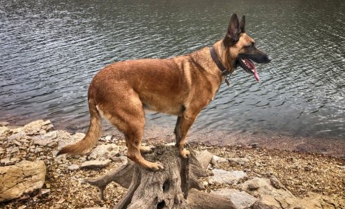 Wolfsbane K9 Surgoinsville