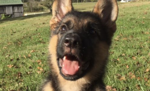 Campbell County Animal Shelter