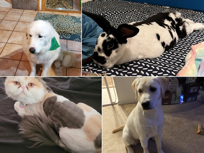 Feathers Scales & Tails Veterinary Hospital