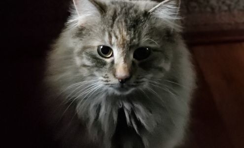 Randolph County Humane Society