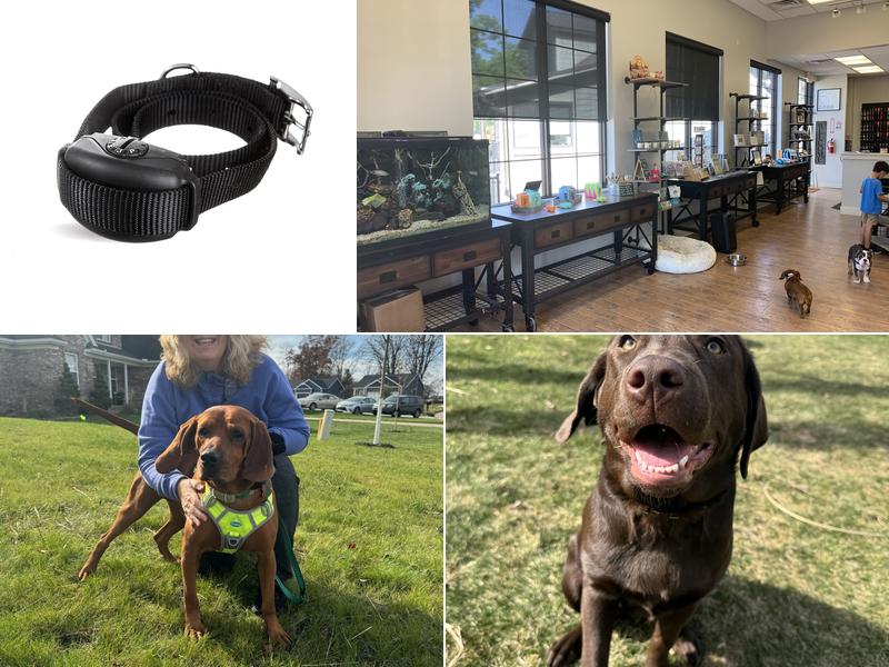 DogWatch Southeastern Michigan | Hidden Pet Fences