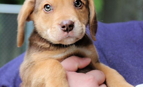 Delta Animal Shelter