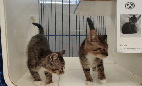 Windsor/Essex County Humane Society