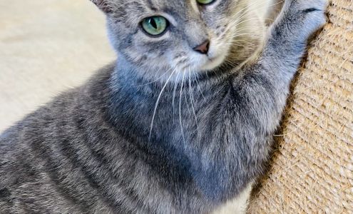 Second Chance Pet Rescue