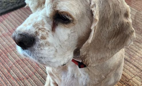 Woof Gang Bakery & Grooming Gretna 21351 Nebraska Crossing Dr A113, Gretna Nebraska 68028