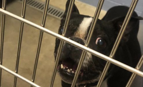 Bloomingdale Animal Control Bloomingdale