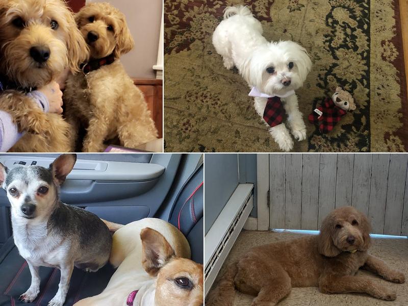 Pawticular Pets Dog Grooming