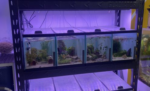 Pet shop red canary #. 2.