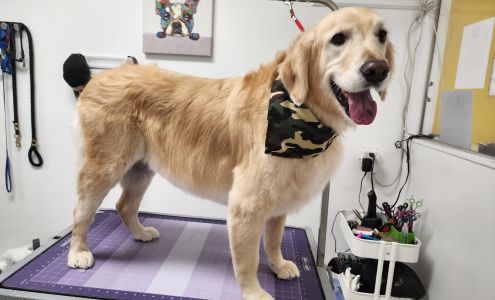 The Golden Bone Pet Grooming Salon 145 Franklin Ave, Nutley New Jersey 07110