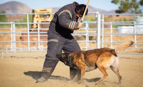 Ruidoso Malinois 136 Dean Dr, Capitan New Mexico 88316