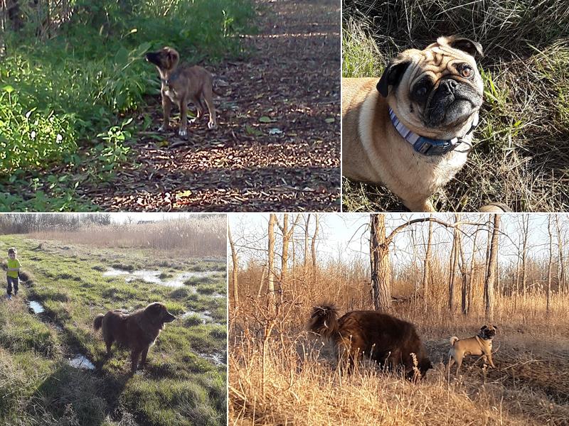 Stryking Manners Dog Training