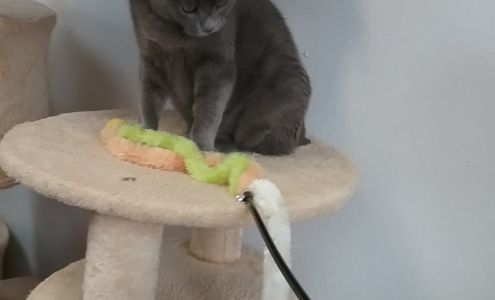 Animal Shelter of Schoharie Valley Howes Cave