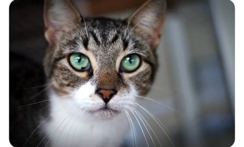 Colonial Capital Humane Society