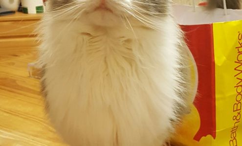 Jackson County Animal Shelter Cottageville