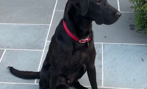 Sundance Retrievers Cranesville