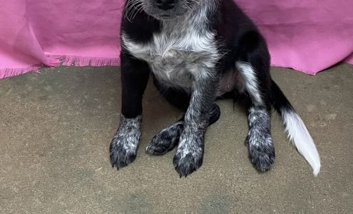 Poteau Valley Humane Society