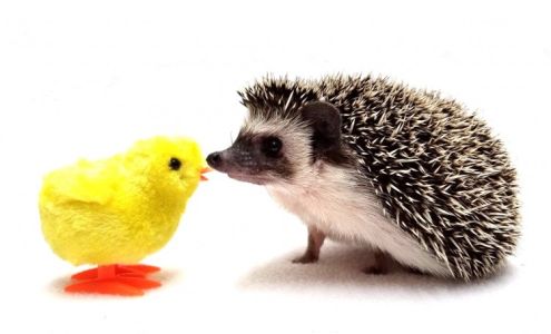 rose city hedgehogs APPOINTMENT ONLY