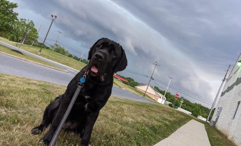 Obedience Training Class