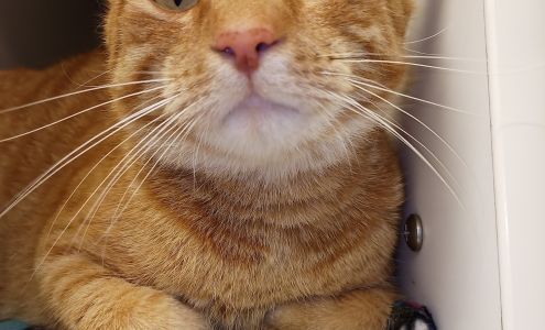 Washington County Johnson City Animal Center